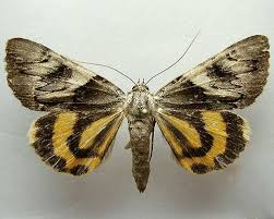 Attēlu rezultāti vaicājumam “Catocala fulminea”