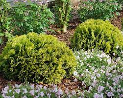 Attēlu rezultāti vaicājumam “Thuja occidentalis flower”