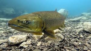 Image result for Lutterworth Sub-Aqua Club