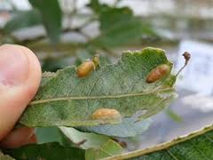 Attēlu rezultāti vaicājumam “Euura acutifoliae”