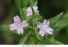 Attēlu rezultāti vaicājumam “Epilobium palustre”