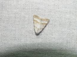 Attēlu rezultāti vaicājumam “Nola aerugula”