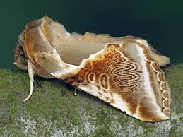 Attēlu rezultāti vaicājumam “Habrosyne pyritoides”