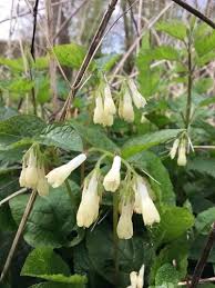 Attēlu rezultāti vaicājumam “Symphytum grandiflorum flower”