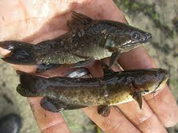 Image result for Ameiurus catus