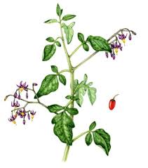 Attēlu rezultāti vaicājumam “Solanum dulcamara leaf”