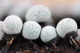 Attēlu rezultāti vaicājumam “Badhamia capsulifera var. arborea spores”