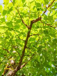 Attēlu rezultāti vaicājumam “Ulmus minor”