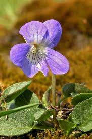 Attēlu rezultāti vaicājumam “Viola canina flower”
