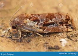 Attēlu rezultāti vaicājumam “Archips podana female”