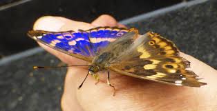 Attēlu rezultāti vaicājumam “Apatura ilia female”