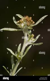 Attēlu rezultāti vaicājumam “Gnaphalium uliginosum leaf”