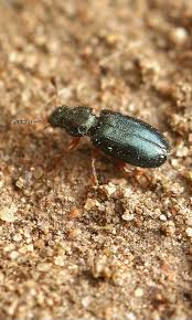 Attēlu rezultāti vaicājumam “Necrobia violacea”