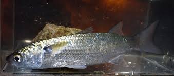 Image result for Crenimugil seheli