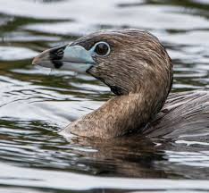 Image result for Podilymbus podiceps