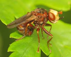 Attēlu rezultāti vaicājumam “Sicus ferrugineus”