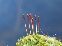 Attēlu rezultāti vaicājumam “Splachnum ampullaceum sporophyte”