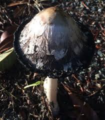 Attēlu rezultāti vaicājumam “Coprinus sp.”