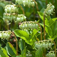 Attēlu rezultāti vaicājumam “Orthilia secunda fruit”