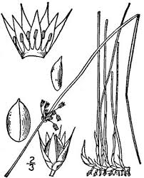 Attēlu rezultāti vaicājumam “Juncus filiformis”