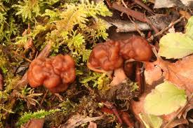 Attēlu rezultāti vaicājumam “Gyromitra esculenta”