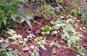 Attēlu rezultāti vaicājumam “Lycopersicon esculentum leaf”