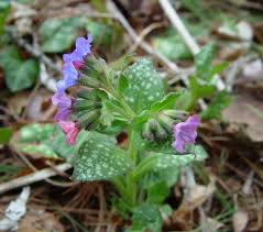 Attēlu rezultāti vaicājumam “Pulmonaria saccharata leaf”