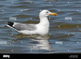 Image result for Larus cachinnans