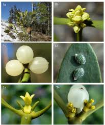 Attēlu rezultāti vaicājumam “Viscum album female flower”