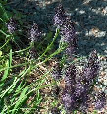Attēlu rezultāti vaicājumam “Phyteuma spicatum fruit”