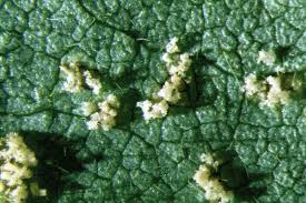 Attēlu rezultāti vaicājumam “Rhabdoweisia fugax sporophyte”