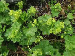 Attēlu rezultāti vaicājumam “Alchemilla vulgaris aggr. leaf”