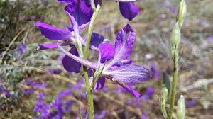 Attēlu rezultāti vaicājumam “Consolida regalis bud”