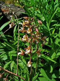 Attēlu rezultāti vaicājumam “Epipactis palustris”
