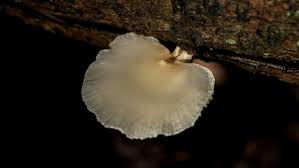 Attēlu rezultāti vaicājumam “Crepidotus applanatus”