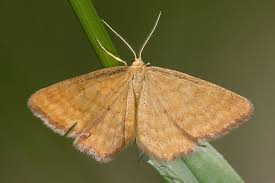 Attēlu rezultāti vaicājumam “Idaea serpentata”