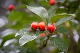 Attēlu rezultāti vaicājumam “Crataegus x macrocarpa”