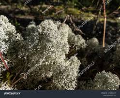 Attēlu rezultāti vaicājumam “Cladonia stellaris”