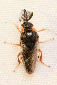 Attēlu rezultāti vaicājumam “Diprionidae”