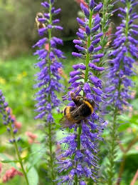 Attēlu rezultāti vaicājumam “Veronica longifolia flower”
