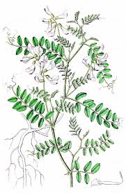 Attēlu rezultāti vaicājumam “Vicia sylvatica”