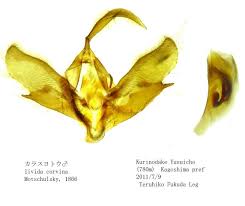 Attēlu rezultāti vaicājumam “Amphipyra livida”