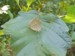 Attēlu rezultāti vaicājumam “Favonius quercus”