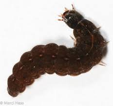 Attēlu rezultāti vaicājumam “Cantharis fusca larva”