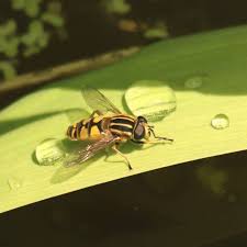 Attēlu rezultāti vaicājumam “Helophilus pendulus”