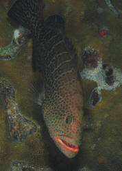 Image result for Mycteroperca venenosa