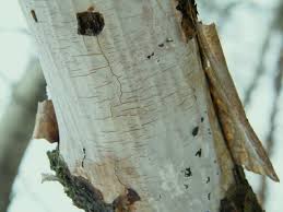 Attēlu rezultāti vaicājumam “Vuilleminia comedens”