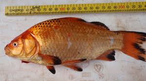 Attēlu rezultāti vaicājumam “Carassius auratus”