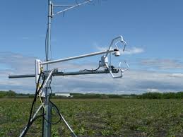 Attēlu rezultāti vaicājumam “Populus x petrowskyana”