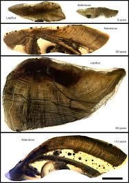 Image result for Ictiobus niger